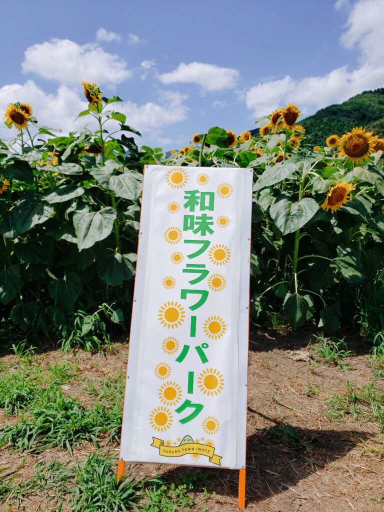 今が見頃 矢巾 和味フラワーパークのひまわり畑 おかめの岩手日記